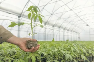 Tomato Seedling in the hand of agriculture