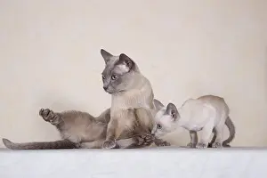 Tonkinese cat breed, tomcat for breeding with kittens