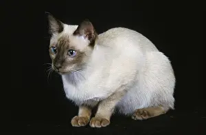 TONKINESE HOUSE CAT, adult AGAINST BLACK BACKGROUND