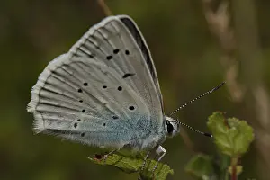 Toothed-winged Blue (Polyommatus daphnis)