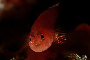 Toothy goby (Pleurosicya mossambica)