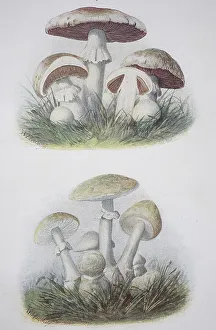 Top: Meadow mushroom, Bottom: Tuber mushroom
