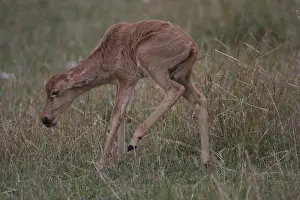 Topi calf