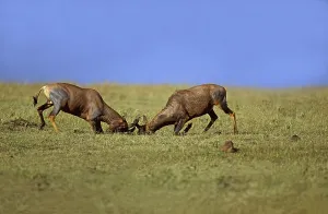 Topi, damaliscus korrigum, Males Fighting