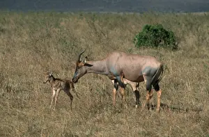 Topis, female with fawn, Massai Mara Game Reserve