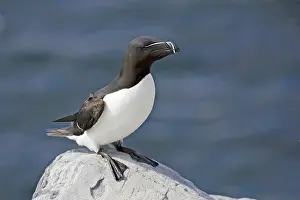 Tordalk resting on rocks, (Alca torda)