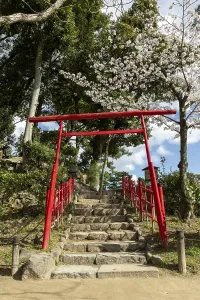 Torii at Mount Kifuku in Shukkei-en with blossoming cherry trees