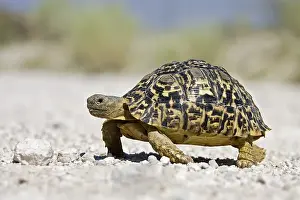 Tortoise or Land Turtle (Testudinidae)