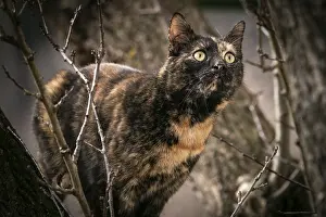 Tortoiseshell cat (Felis Catus) with alert gaze in a tree