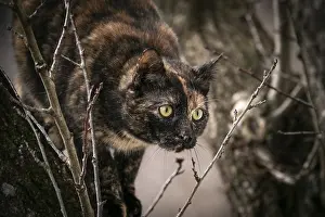 Tortoiseshell cat (Felis Catus) with alert gaze in a tree