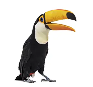 Toucan toco beak open, Ramphastos toco