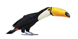 Toucan toco, Ramphastos toco, isolated on white