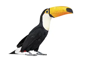 Toucan toco, Ramphastos toco, isolated on white
