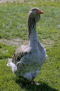 Toulouse goose