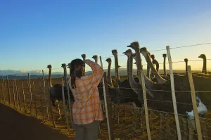 Tourist at fence of ostrich farm