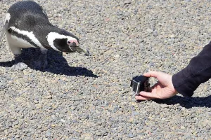 Tourist photographed curious Magellanic penguin (Spheniscus magellanicus)