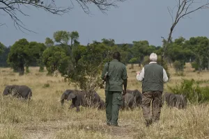 Tourist and ranger watching African Elephants (Loxodonta africana)