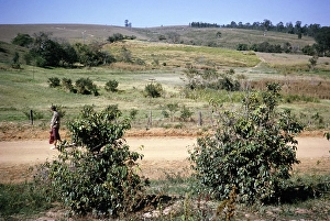 Tourist visitor walking in nature, Fazenda Sant Anna, Campinas, Brazil, South America 1962, South America