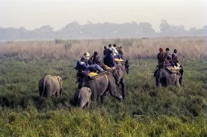 Tourists an Elephant back at Kaziranga National Park