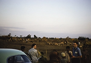 Tourists sightseeing with local children looking at camels, Aden, Yemen 1956