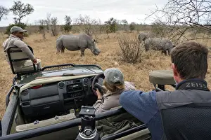 Tourists watch white rhinoceroses (Ceratotherium simum)