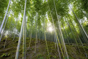 Towering bamboo stems in Arashiyama bamboo forest