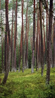 Towering pines (pinus) in the forest