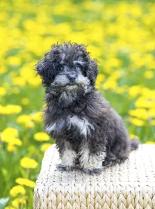 Toy Poodle, or Teacup Poodle, black and tan