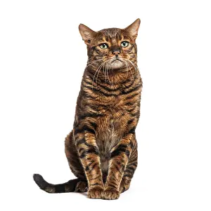 Toyger cat sitting and looking up with a serious expression on a white background
