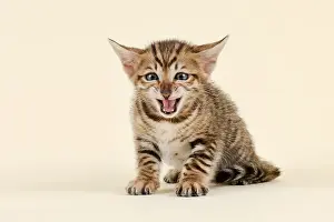 Toyger (Felis silvestris catus)