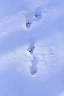 Traces of a brown hare in deep snow