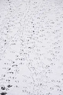 Traces of ducks in snow, winter, Germany