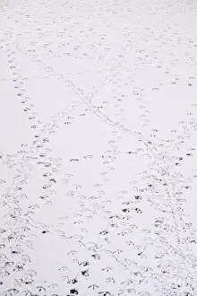 Traces of ducks in snow, winter, Germany