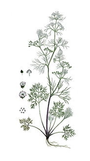 Trachyspermum ammi, Sison ammi