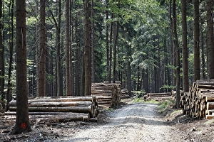 Track in spruce forest Tiefenbach