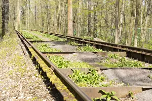 Tracks of the Auwald crane in the forest