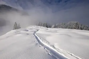 Tracks in the snow, Mt Hocheck