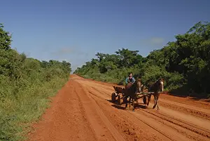 Traditional horse carriage traversing red dirt road between lush green vegetation on either side