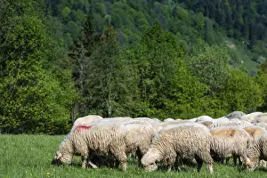 Traditional sheep pasture on meadow in Pieniny Mountains in Poland