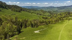 Traditional sheep pasture on meadow in Pieniny Mountains in Poland
