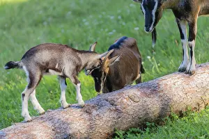 Traffic jam.Two Tauernschecke goat