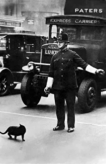 Traffic policeman stopping cars to let a cat cross the road