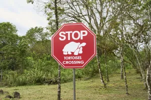 Traffic sign Tortoises Crossing
