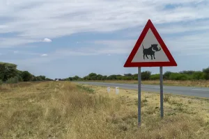Traffic sign with warning of warthogs, Namibia