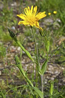 Tragopon pratensis ssp. orientalis