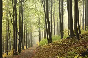 A trail among beech trees through an autumn forest in a misty rainy weather