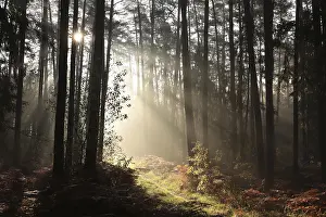 Trail through a coniferous forest during sunrise in foggy weather