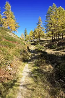Trail leads through autumnal forest with yellow conifers under bright blue sky