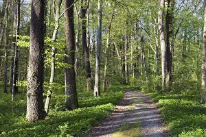 Trail through mixed deciduous forest in spring with beech