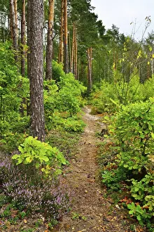 Trail in a pine forest